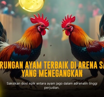 SV388: Sensasi Sabung Ayam Modern dengan Odds Terbaik